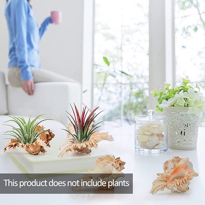 4 Pack Conch Sea Shell Air Plant Holders- 4-5 inches Natural Airplant Pot, Decorative Tillandsia Succulent Display Container for Gardening Housewarming Gifts Home Table Decors, No Plants