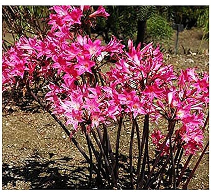 Naked Ladies Amaryllis Belladonna - 3 Medium Pink Bulbs - Beautiful Pink Blooms for Outdoor Gardens - Stunning Perennial Flowering Plant