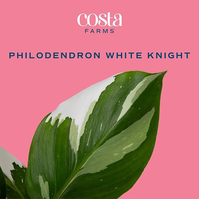 Costa Farms Philodendron White Knight Live Plant in Self Watering Pot, Indoor Houseplant, Perfect for Home, Room, or Office Decor, Great House Warming or Birthday Gift, 12-18 Inches Tall