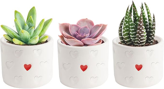 Costa Farms Mini Succulent Live Plants in Decorative Pots, Easy to Maintain Indoor Succulents, Houseplants for Home or Office Decor, House Warming or Birthday Gift, 2-3.5 Inches Tall, Pack of 3