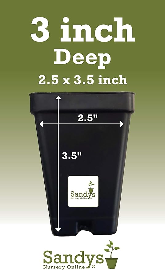 Thuja Green Giant Arborvitae Lot of 75, 3 Inch Pot