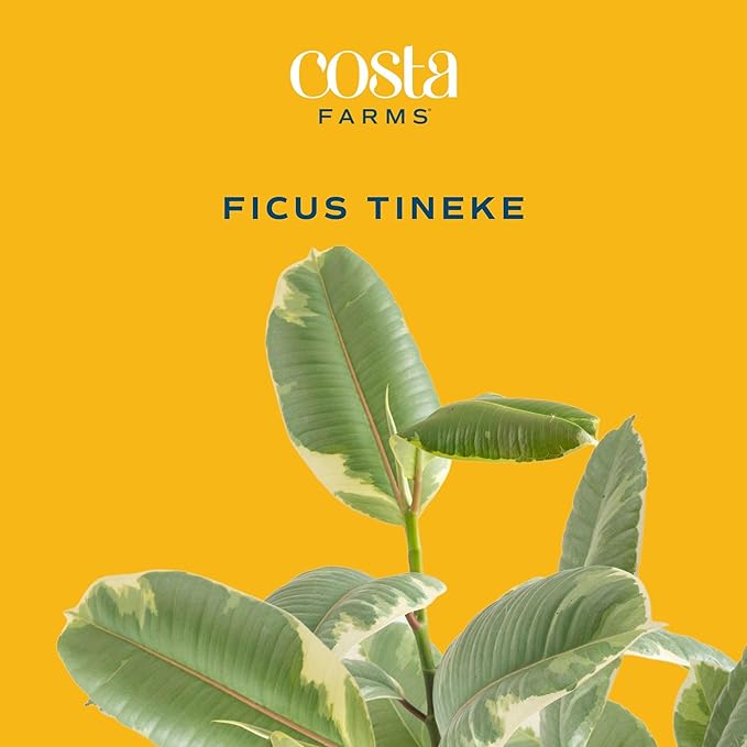 Costa Farms Ficus Tineke Live Plant, Easy to Grow Live Indoor Houseplant in Decorative Planter, Shelf, Desk, and Room Decor, Birthday Gift, 1 Foot Tall