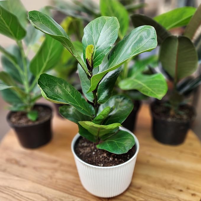 Live Fiddle Leaf Fig Tree Ficus, House Plant Decor in 6" White Pot, Easy Plant Gift, Live Ficus Tree, Real Office and Home Décor by Plants for Pets