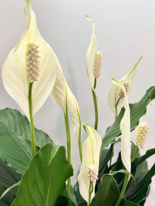 Spathiphyllum Peace Lily Plant, 6 Inch Pot, 14-18 Inches Tall, Gifth. Office Decor, Home Decor. Spathe Flower, White Sails