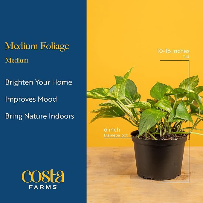 Costa Farms Live Indoor Plant Variety Pack in Plastic Pots, Easy to Maintain, Air Purifying Houseplants, Home, Room, or Office Decor, House Warming or Birthday Gift, 12-24 Inches Tall, Pack of 6