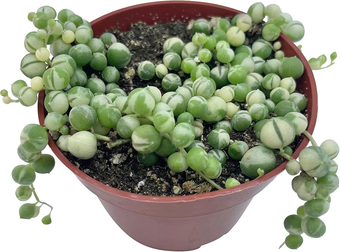 Live Succulent 4" Variegated String of Pearls, Succulents Plants Live, Succulent Plants Fully Rooted Hanging House Plant for Home Office Decoration, DIY Projects Party Favor Gift by The Succulent Cult