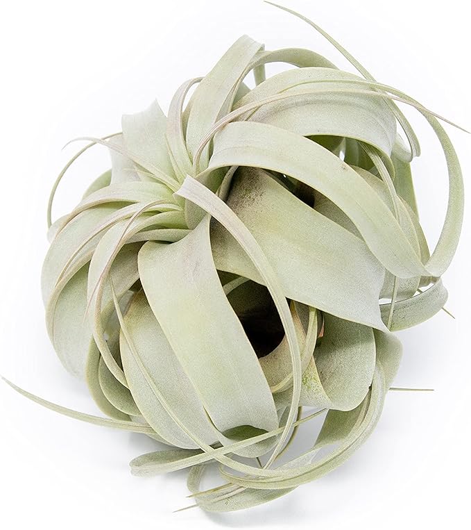 Large Xerographica Air Plants 5 to 7 Inch Wide - Air Plants Live Tillandsia Succulent House Plants Holders - Available in Wholesale/Bulk - Home and Garden Decor - Easy Care Indoor/Outdoor Plants(1 PC)