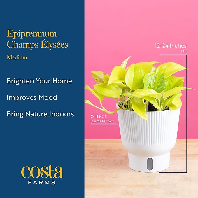 Costa Farms Champs Elysses Pothos Live Plant in Self Watering Pot, Indoor Houseplant, Trailing Vining, Perfect for Home, Room, or Office Decor, Great House Warming or Birthday Gift, 12-14 Inches Tall