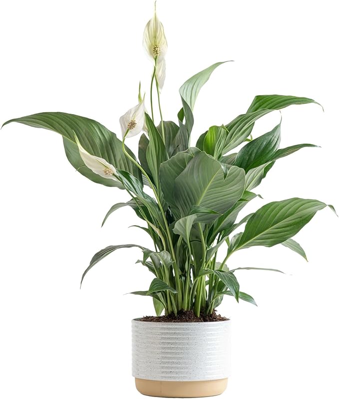 Costa Farms Peace Lily Live Plant in Decorative Pot, Air Purifying Flowering Indoor Houseplant, Perfect for Home, Room, or Office Decor, Great House Warming or Birthday Gift, 14-24 Inches Tall