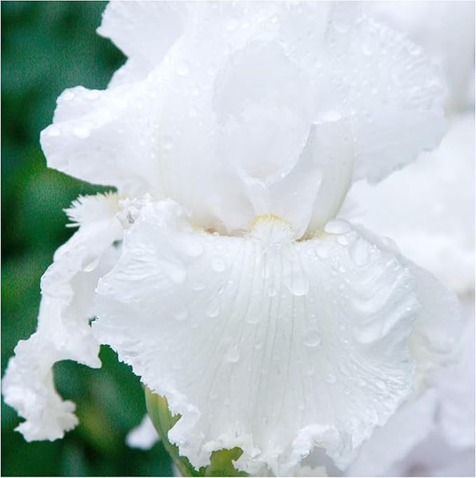 Immortality Reblooming Bearded Iris Flower Bulb - Attracts Butterflies and Hummingbirds - Deer Resistant - Good as Cut Flowers - Naturalizing - Perennializing - Easy to Grow Live Plants