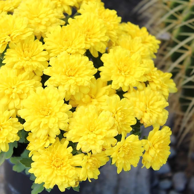 1G Yellow Mum Plant, Chrysanthemum Flowers Gardening Fall Decor, Mums Plants Live, Fall Decorations Outdoor, Housewarming Gift Ideas, Real Live Plants Indoor Plants Live Houseplants By Plants for Pets