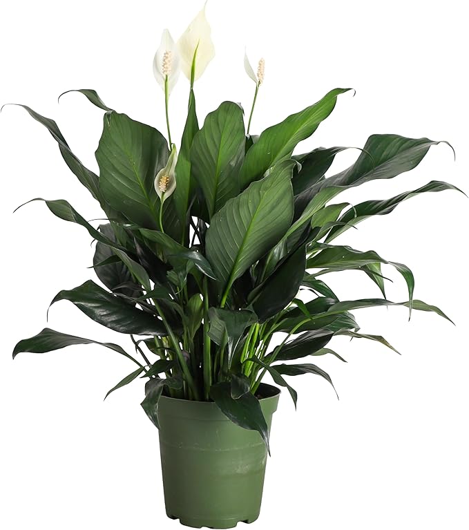 Thorsen's Greenhouse Live Peace Lily Plant, Spathyphylum, Low Light, Natural Air Purifier Live Indoor Plant, 6" Diameter Pot (Growers Pot, 6-inch Pot)