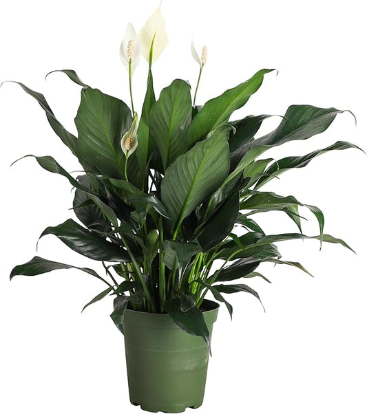 Thorsen's Greenhouse Live Peace Lily Plant, Spathyphylum, Low Light, Natural Air Purifier Live Indoor Plant, 6" Diameter Pot (Growers Pot, 6-inch Pot)