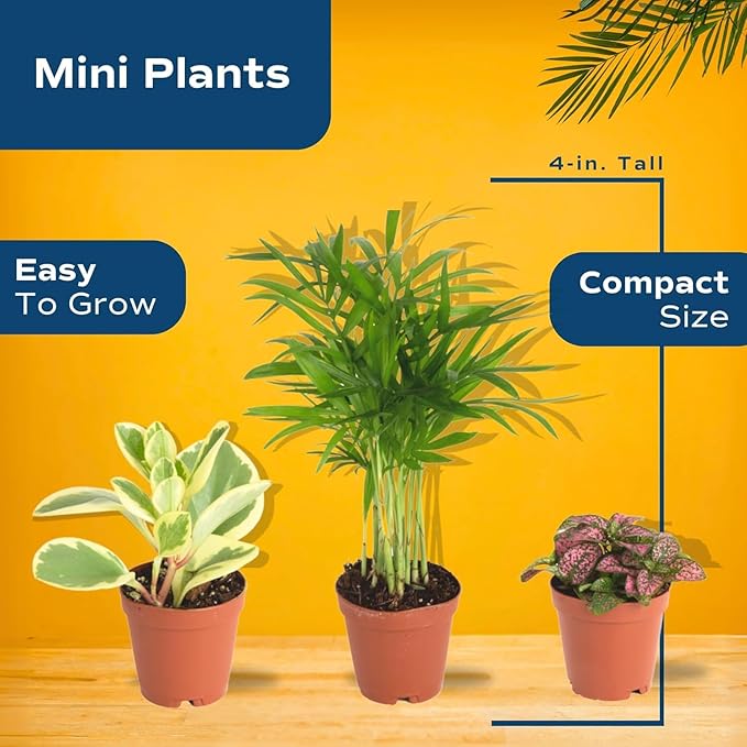 Costa Farms Mini Live Indoor Plants 2in Nursery Pot Easy to Grow Houseplant (3 Pack) 4-Inches Tall, Grower's Choice, Home Décor or DIY Gift