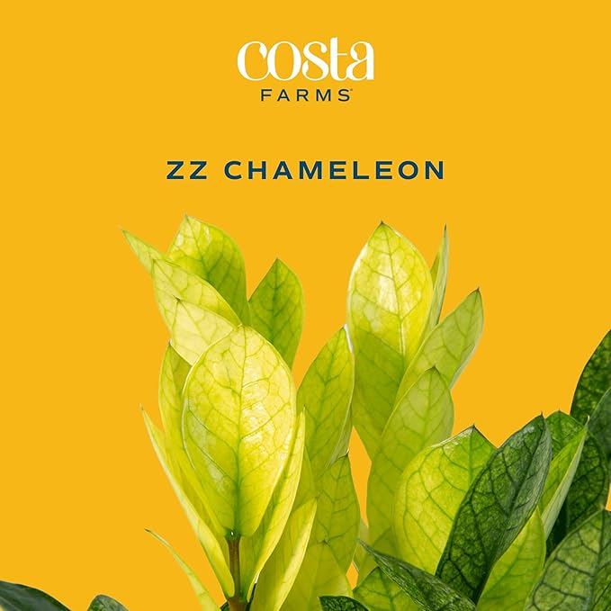 Costa Farms ZZ Chameleon Live Plant in Self Watering Pot, Easy to Maintain, Air Purifying Indoor Houseplant, Home, Room, or Office Decor, House Warming or Birthday Gift, 10-18 Inches Tall