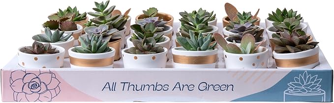 Costa Farms Mini Succulent Live Plants in Decorative Pots, Easy to Maintain Indoor Succulents, Houseplants for Home or Office Decor, House Warming or Party Favors, 2-3.5 Inches Tall, Pack of 24