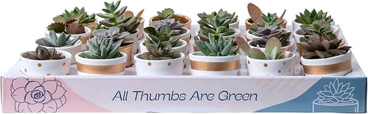 Costa Farms Mini Succulent Live Plants in Decorative Pots, Easy to Maintain Indoor Succulents, Houseplants for Home or Office Decor, House Warming or Party Favors, 2-3.5 Inches Tall, Pack of 24