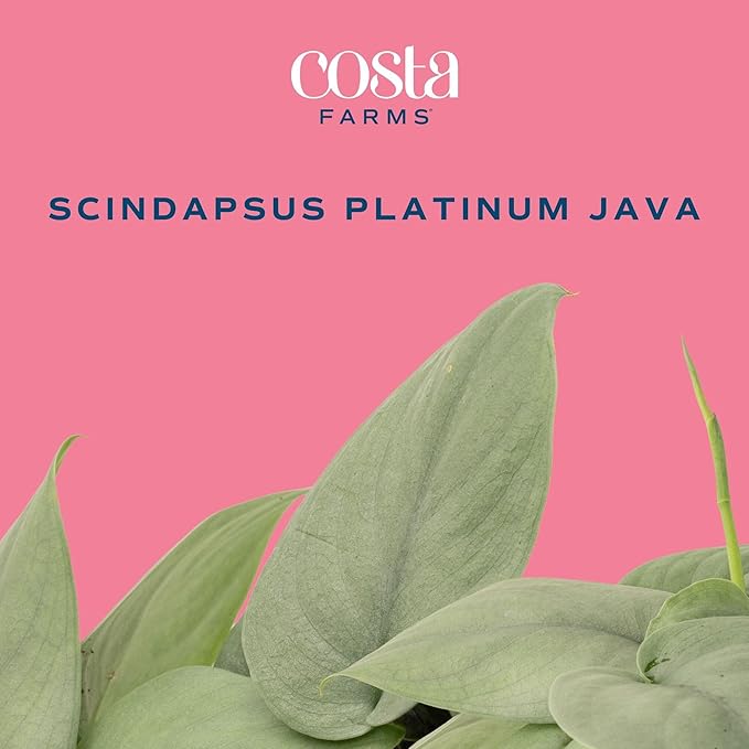 Costa Farms Scindapsus Platinum Java Live Plant in Self Watering Pot, Indoor Houseplant, Perfect for Home, Room, or Office Decor, Great House Warming or Birthday Gift, 9-12 Inches Tall