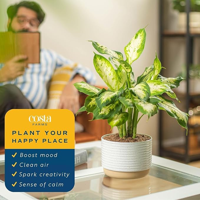 Costa Farms Dieffenbachia, Dumb Cane Live Plant in Decorative Pot, Easy to Maintain Indoor Houseplant, Perfect for Home, Room, or Office Decor, Great House Warming or Birthday Gift, 12-18 Inches Tall
