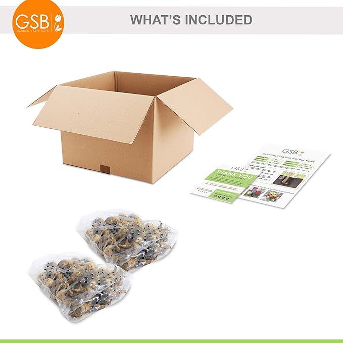 Garden State Bulb Narcissus Rock Garden Mix Daffodil Flower Bulbs, 12/14cm, Fall Planting (Bag of 50)