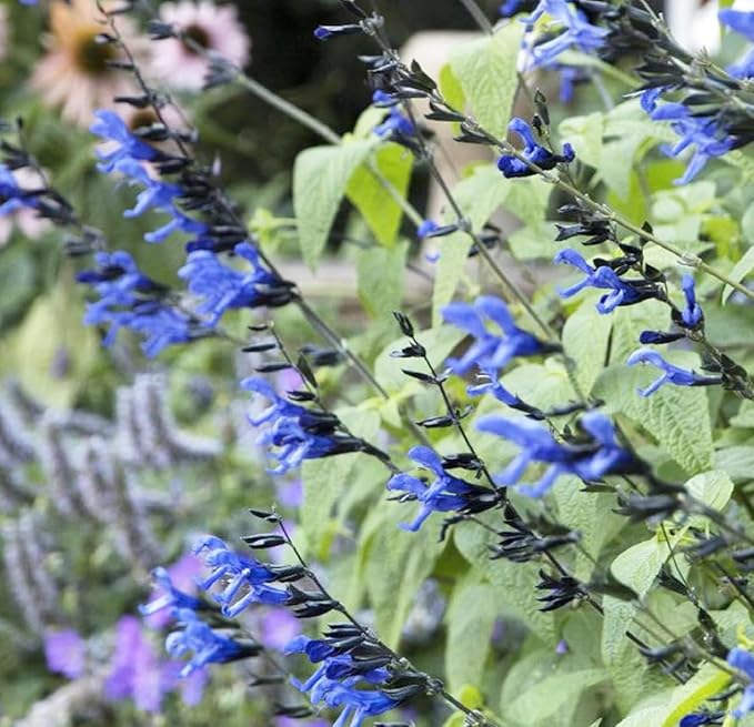 Black and Blue Salvia Guaranitica – Live Perennial Plant 3" Pot – Hummingbirds