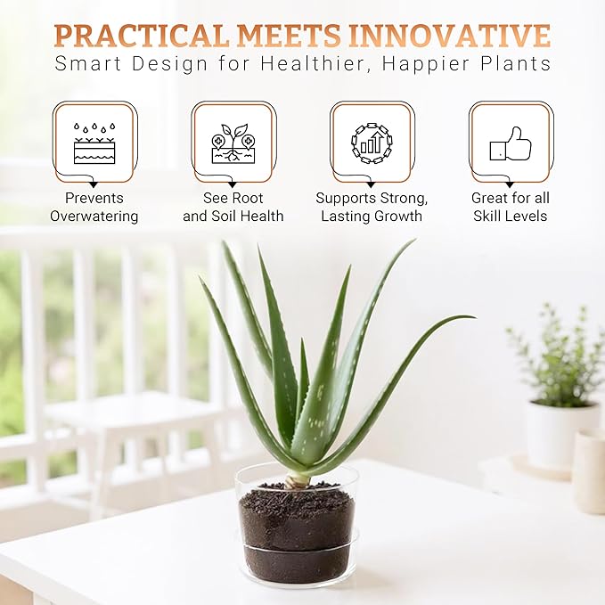 Sheer Glass Pot Planter with Drainage Holes & Tray - Decorative & Modern for All House Plants (6 Inches)