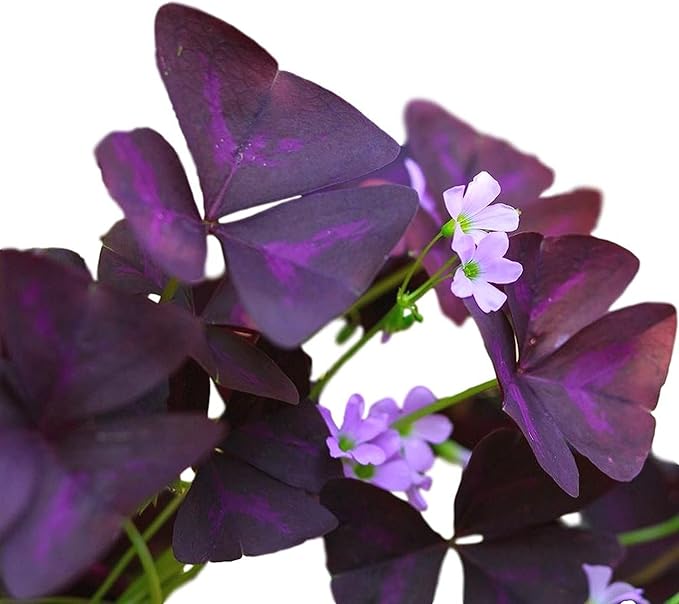 Easy to Grow Oxalis Triangularis Purple Shamrocks 20 Plant Bulbs - Dark Purple Foliage & Light Pink Flowers Indoor or Outdoor Zones 6-10