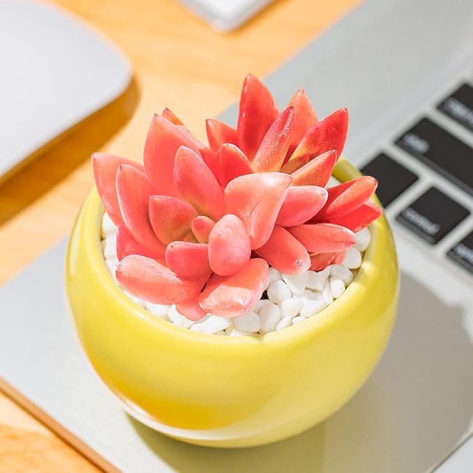 Graptoveria Ruby Donna Rare Live Succulent Plants, Mini Pink 1 Head 2" Live Plant, Package Without Pot & Soil, Garden Indoor Office Desk Wedding Party Baby Shower Decoration, Friend Plant Lovers Gifts