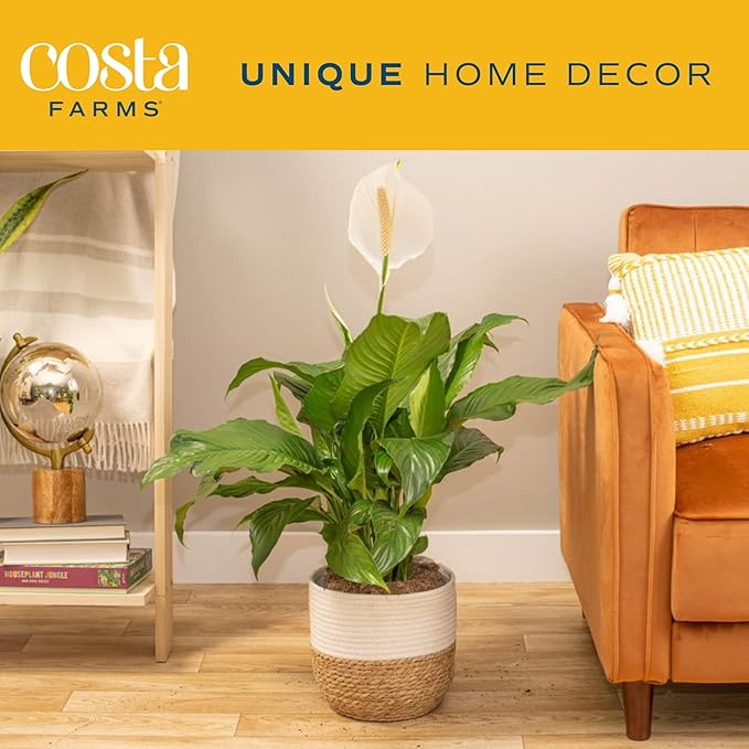 Costa Farms Peace Lily Live Plant in Decorative Pot, Large Air Purifying Flowering Indoor Houseplant, Perfect for Home, Room, or Office Decor, Great House Warming or Birthday Gift, 2-3 Feet Tall