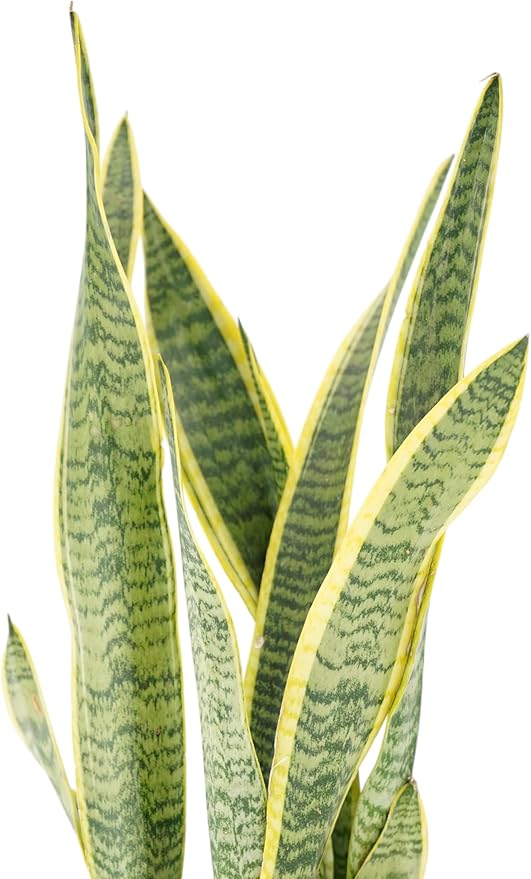 Snake Plant Live Plants - Low Light Indoor Plants - Sansevieria for Home or Office - Low Maintenance Plants Live Houseplants - Air Purifying House Plants