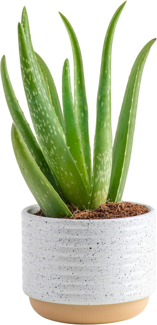 Costa Farms Aloe Vera Live Plant in Decorative Pot, Easy to Maintain, Air Purifying Succulent Indoor Houseplant, Home, Room, or Office Decor, House Warming or Birthday Gift, 12-18 Inches Tall