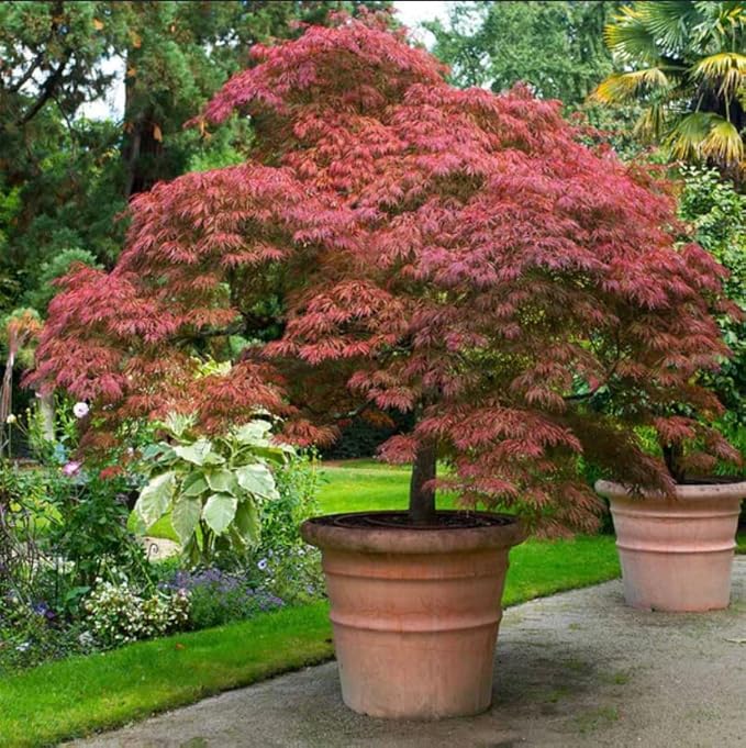 Red Japanese Maple Trees 2-Pack – Live Plants, 2-3 Ft Tall, Stunning Foliage