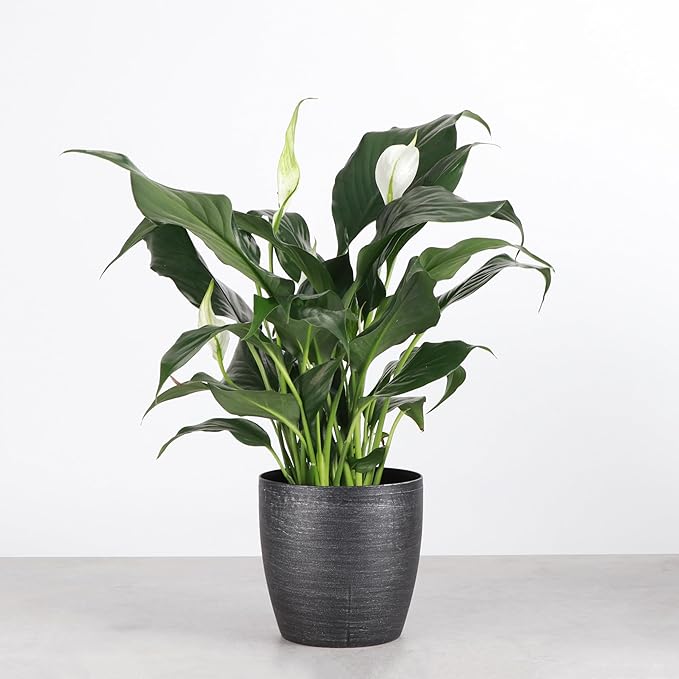 Thorsen's Greenhouse Live Peace Lily Plant, Spathyphylum, Low Light, Natural Air Purifier Live Indoor Plant, 4" Diameter Pot (Brushed Silver, 4-inch Pot)