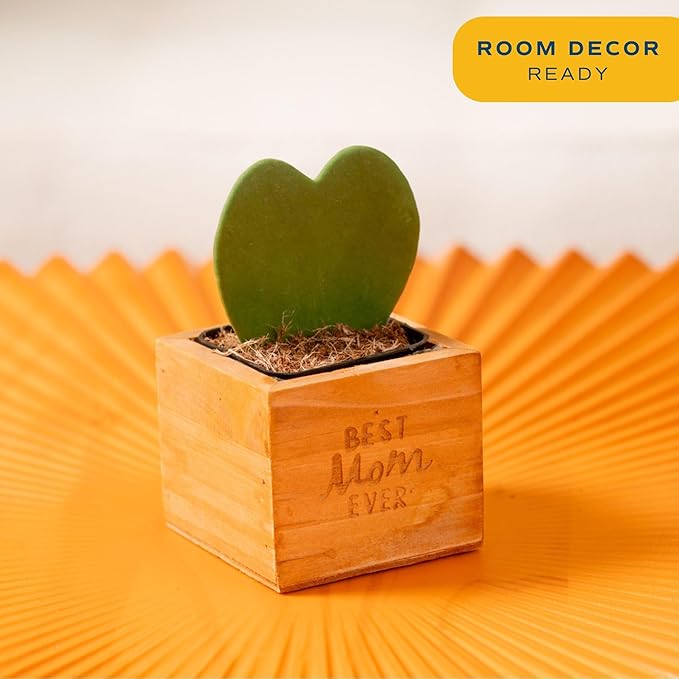 Costa Farms Hoya Heart Live Plant in Decorative Pot, Easy to Maintain Succulent Indoor Houseplant, Perfect for Home, Room, or Office Decor, Great House Warming or Birthday Gift, 5 Inches Tall