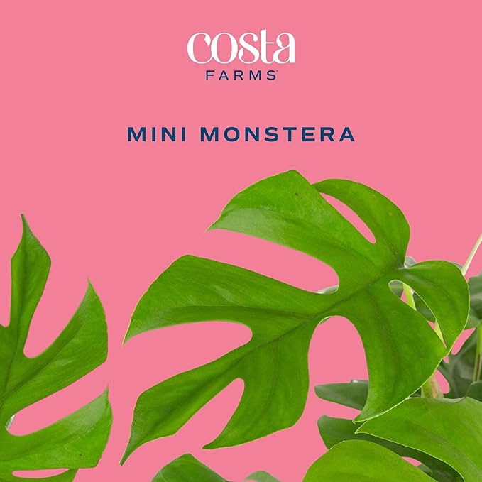 Costa Farms Mini Monstera Live Plant in Self Watering Pot, Indoor Houseplant, Perfect for Home, Room, or Office Decor, Great House Warming or Birthday Gift, 12-18 Inches Tall