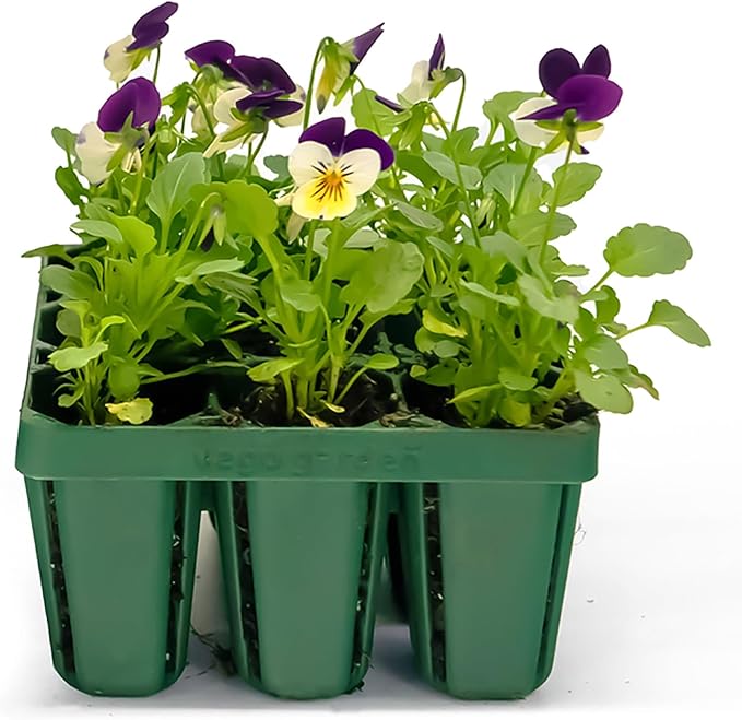 Vego garden Standard Seedling Trays Without Lids, 8 Pack for Seedlings Reusable Propagator Growing Starter Tray, Germination Trays Kit for Greenhouse/Garden (8-Cell per Tray)