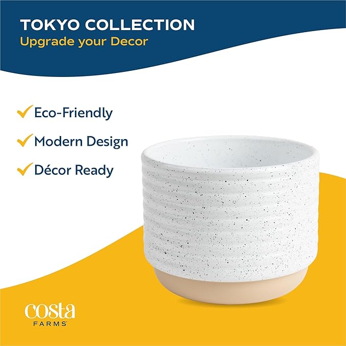 Costa Farms Sansevieria Snake Live Indoor Plant, 8-Inch Tall, Grower's Choice, White-Natural Décor Planter