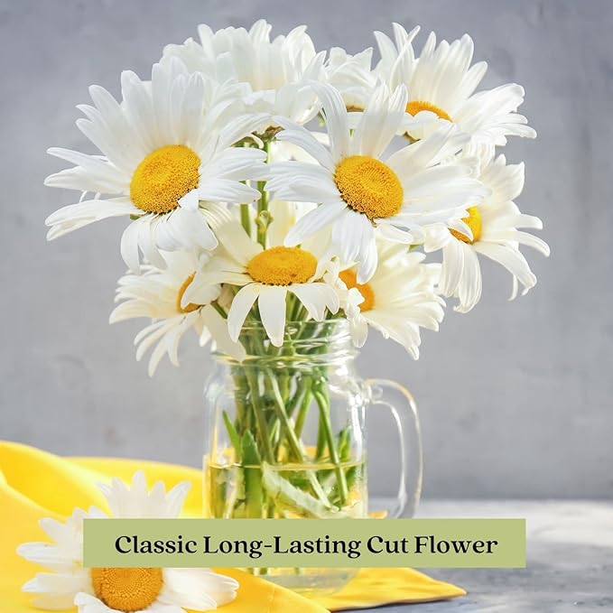 Clovers Garden Shasta Daisy (Leucanthemum) Plants – Two (2) Live Plants – Non-GMO - Not Seeds - Each 4" to 8" Tall – in 4" Inch Pots – Hardy Flowering Perennial, Pollinator Favorite
