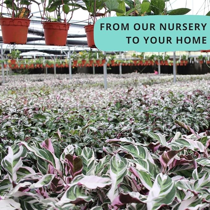 Monstera Swiss Cheese - Live Plant in a 4 or 6 Inch Growers Pot, Live Indoor, Easy to Grow, Easy to Care, and Low Maintenance Houseplant by Coollectiveplants (6" Pot)