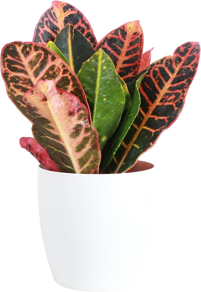 Thorsen's Greenhouse Live Petra Croton Plant, Codiaeum Variegatum, Colorful Foliage, Live Indoor Houselant (White, 4-inch Pot)