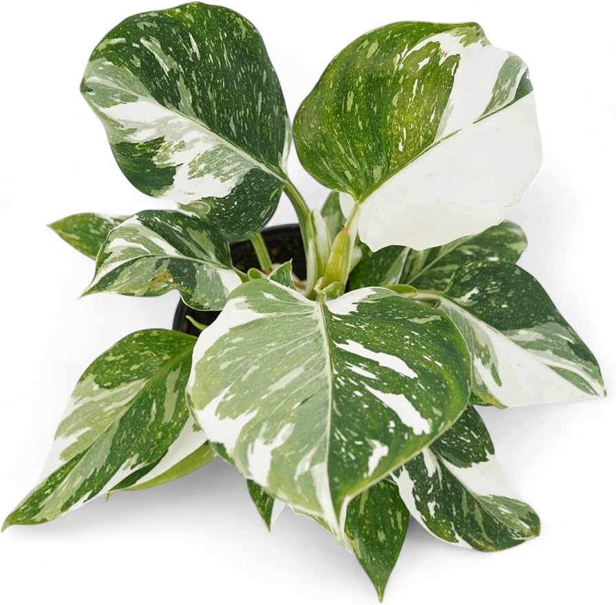 Philodendron Princess Package - Two Live Plants - Indoor Houseplants - Philodendron Pink Princess, White Princess, Elegant Plants Live Houseplants