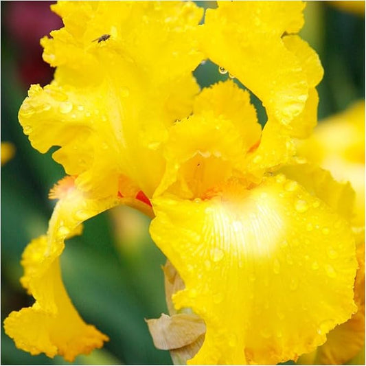 Bold Look Bearded Iris Flower Bulb - Attracts Butterflies and Hummingbirds - Deer Resistant - Good as Cut Flowers - Naturalizing - Perennializing - Easy to Grow Live Plants - Outdoor Garden