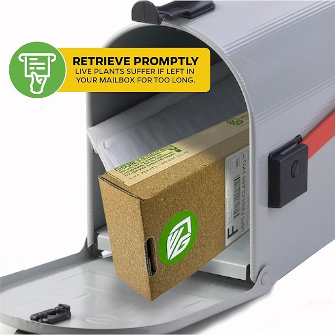 Yellow Bird of Paradise Live Plant - Strelitzia Reginae by Wellspring Gardens - Mandela’s Gold Tropical Flowering Perennial, Exotic Indoor/Outdoor Houseplant, Easy Care, Low Maintenance Starter Plant