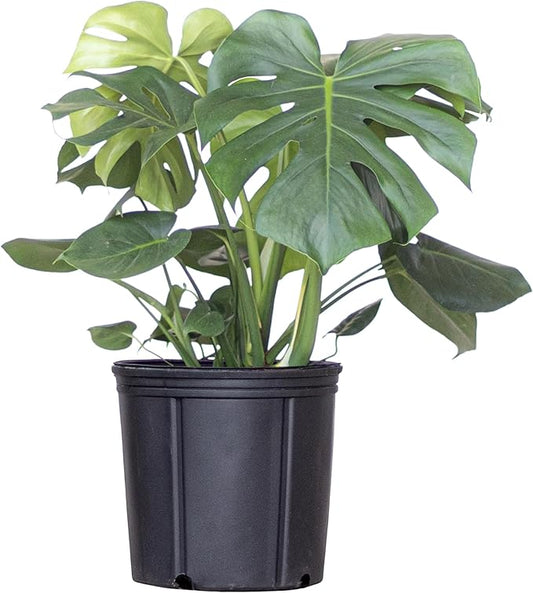 United Nursery Monstera Deliciosa – Swiss Cheese Plant in 10” Grower Pot – 24–28 Inches Tall – Tropical Air-Purifying Indoor Plant with Split Leaves – Easy-Care Greenery for Home or Office