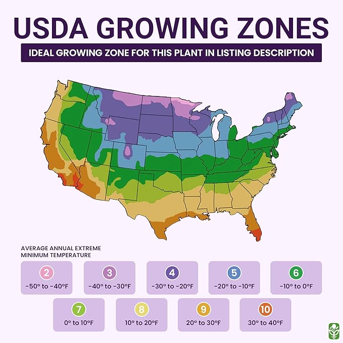 Grape Hyacinth Bulbs - 15 Muscari Armeniacum Bulbs for Planting - Grows 6-8" Tall - Flower Bulbs for Spring Planting - Indoor Forcing