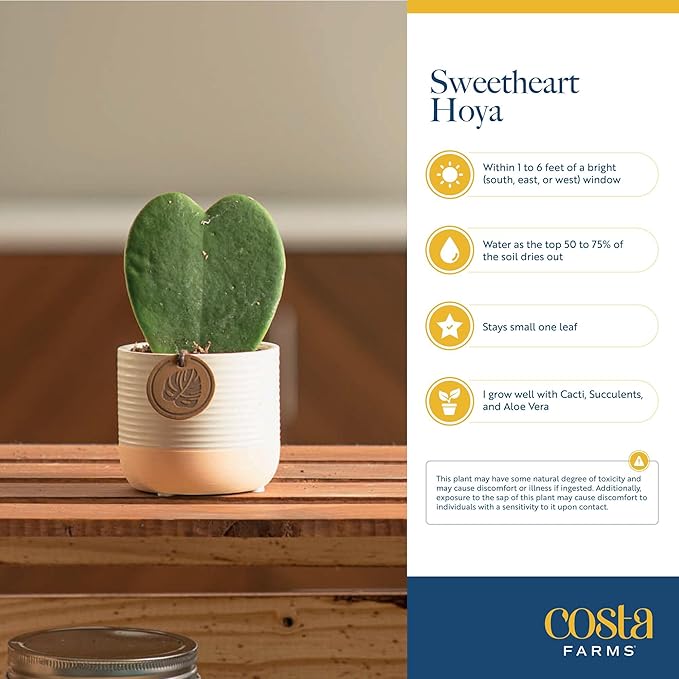 Costa Farms Hoya Heart Live Plant in Decorative Pot, Easy to Maintain Succulent Indoor Houseplant, Perfect for Home, Room, or Office Decor, Great House Warming or Birthday Gift, 5 Inches Tall