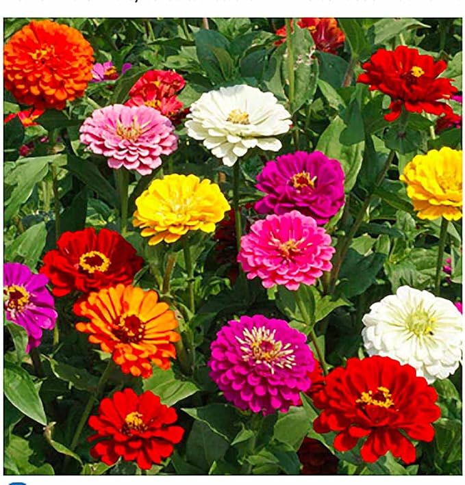 Fall Blooming Mix of Wildflowers