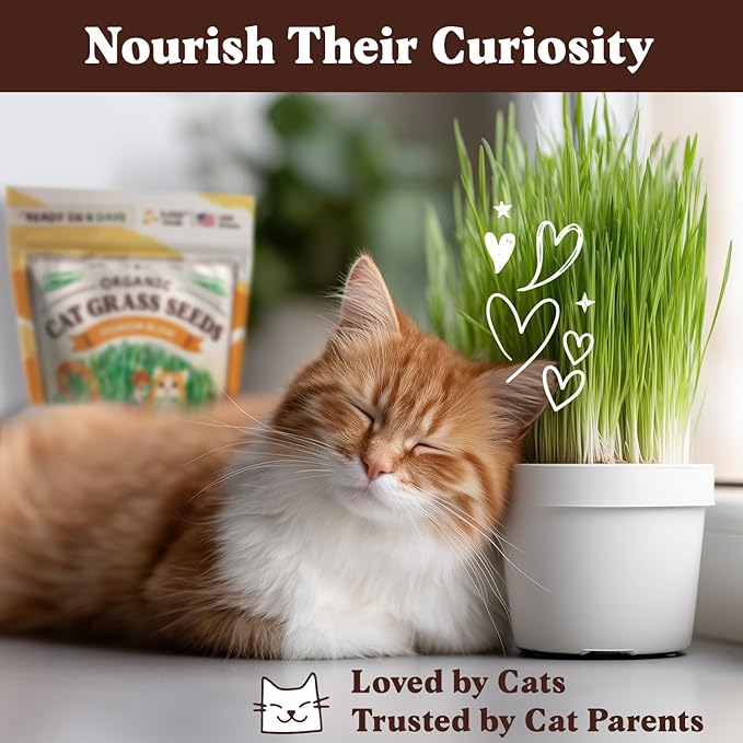 Seedboy Organic Cat Grass Seeds for Planting, Non-GMO Wheat, Oat, Rye, and Barley Pet Grass Seeds for Indoor Cats (8 oz)