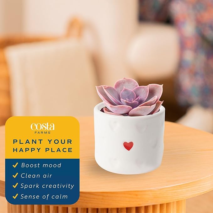 Costa Farms Mini Succulent Live Plant in Decorative Pot, Easy to Maintain Succulent Indoor Houseplant, Perfect for Home, Room, or Office Decor, Great House Warming or Birthday Gift, 2-3.5 Inches Tall