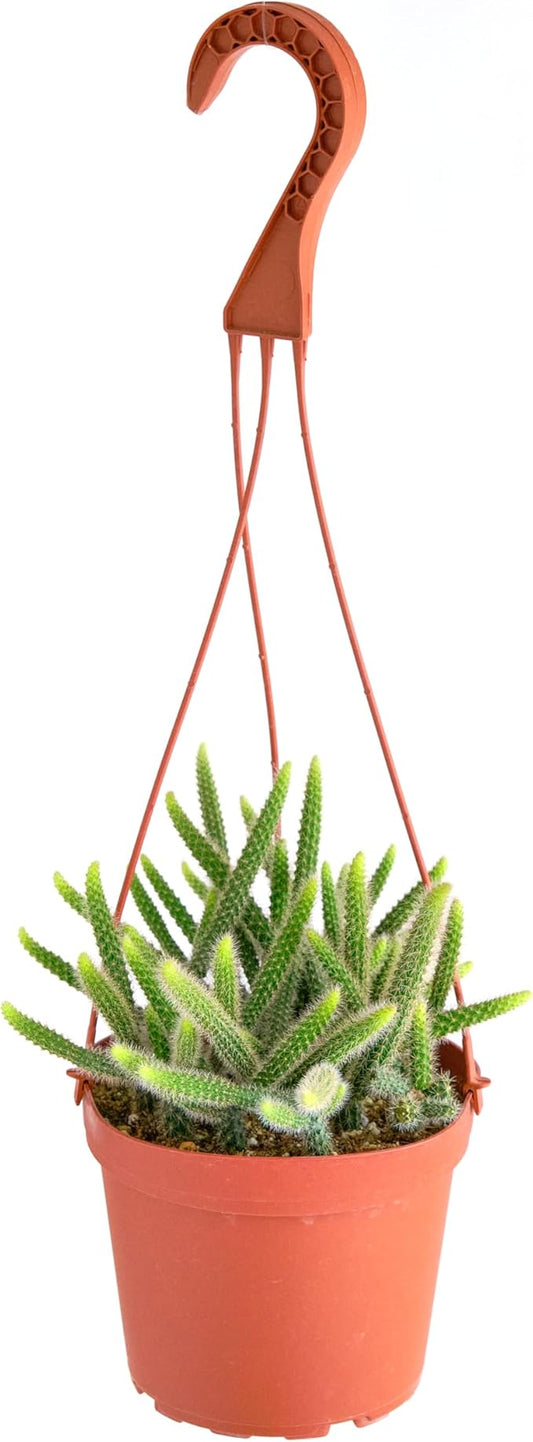 Shop Succulents Rat Tail Rare Cactus, Aporocactus flagelliformis, Fully Rooted Live 6" Cactus Plant with Hanger, Low Maintenance Indoor Plant, Hardy Cactus, Gift & Garden